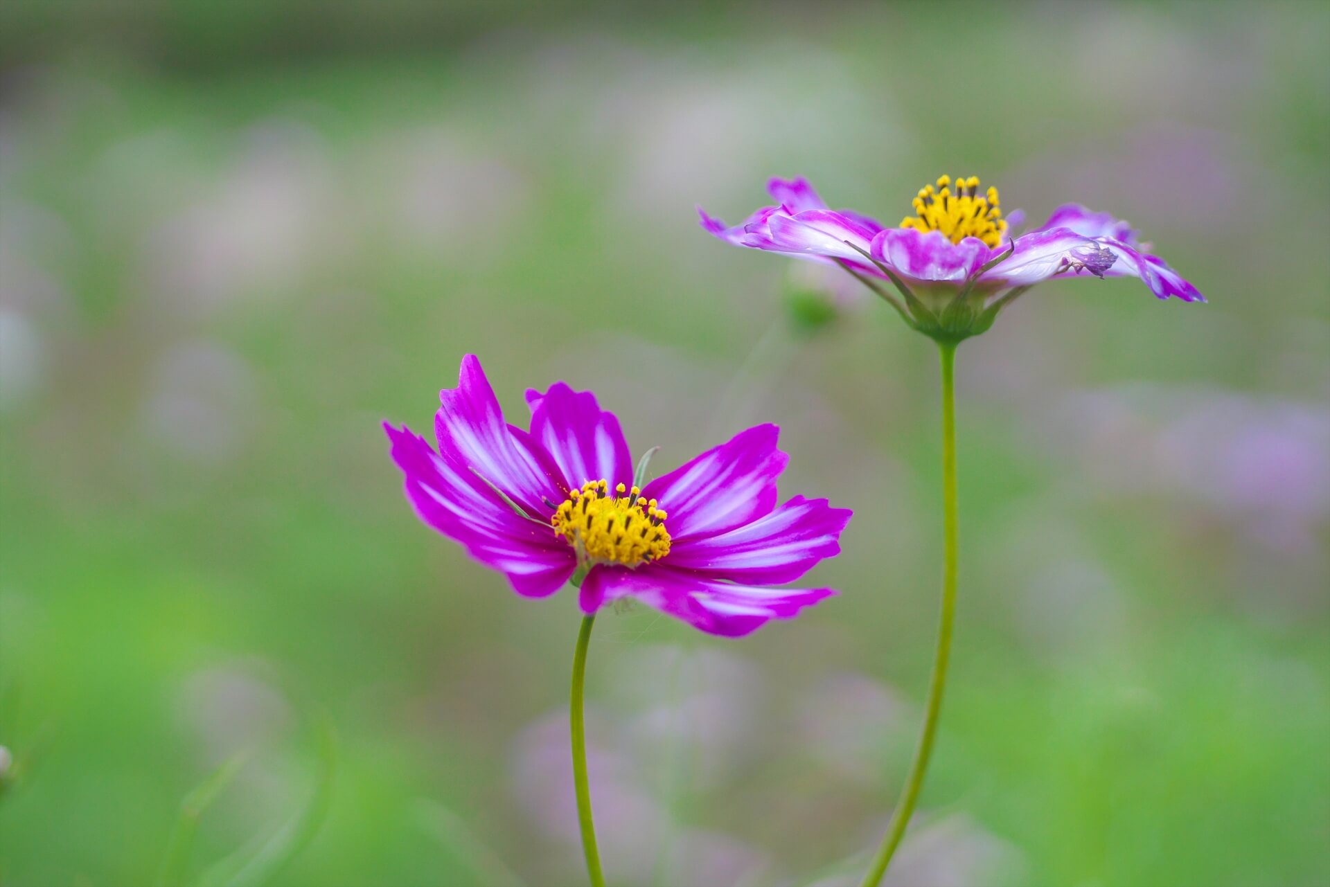 公益社団法人日本フラワーデザイナー協会