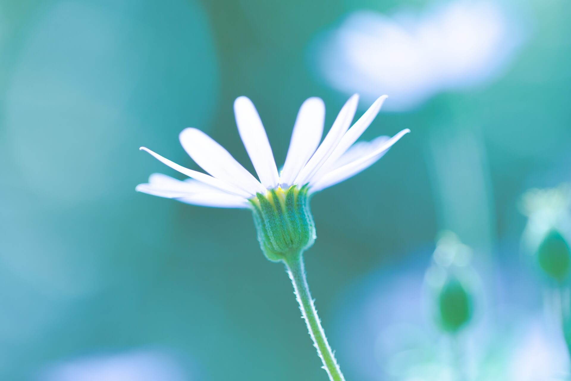 公益社団法人日本フラワーデザイナー協会